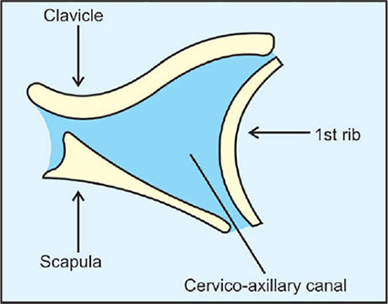 <p>Cervico-axillary canal </p>