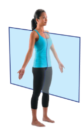 <p>Sagittal Plane</p>