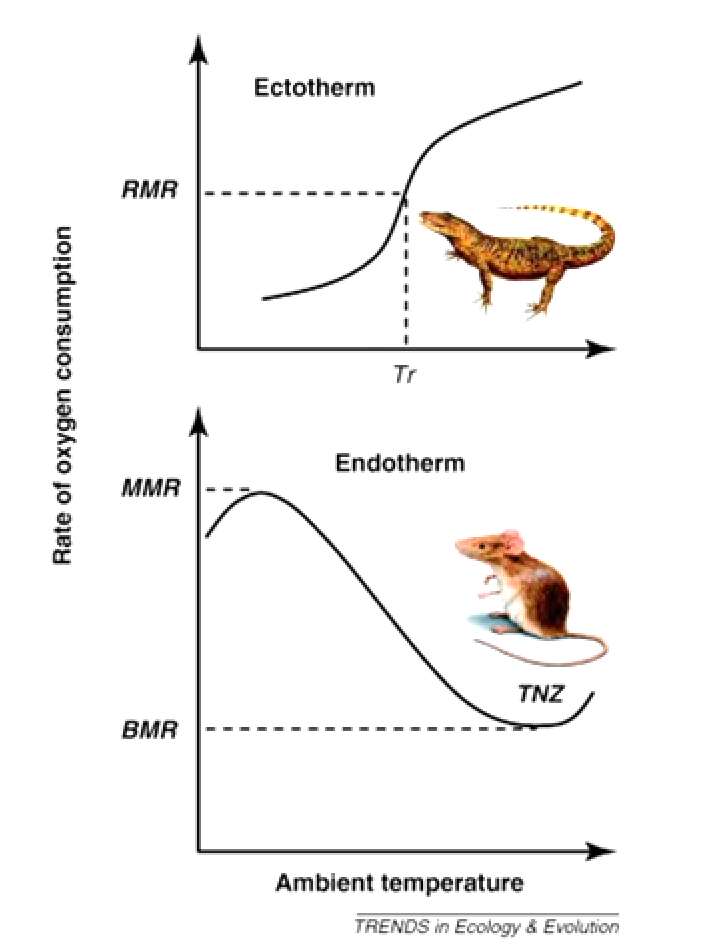 <ul><li><p>Rate of oxygen consumption </p></li><li><p>Whether your an endotherm, exotherm or homeotherm </p></li><li><p>MMR = Maximum Metabolic Rate, can’t go higher </p></li><li><p>Endotherm have Thermal Neutral Zone (TNZ)</p></li><li><p>RMR = Resting Metabolic Rate, nominal temperature to operate at (ectotherm) </p></li><li><p>Ectotherm: Oxygen use goes up with temperature </p></li><li><p>Activity </p></li></ul><p></p>