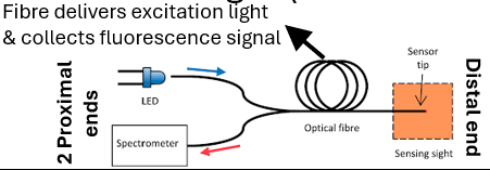 <p>Fluorescence spectroscopy process</p>