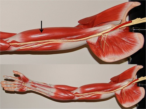 <p>Muscle, Origin, Insertion, Action. Perform the action on your own body</p>