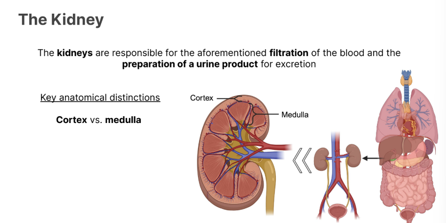 <p>The <strong>kidneys </strong>are responsible for the aforementioned <strong>filtration </strong>of the <strong><em>blood </em></strong>and the <strong>preparation of a urine product </strong>for excretion</p><p></p><p>Key anatomical distinctions between the kidney <strong>cortex </strong>and the kidney <strong>medulla. </strong></p>