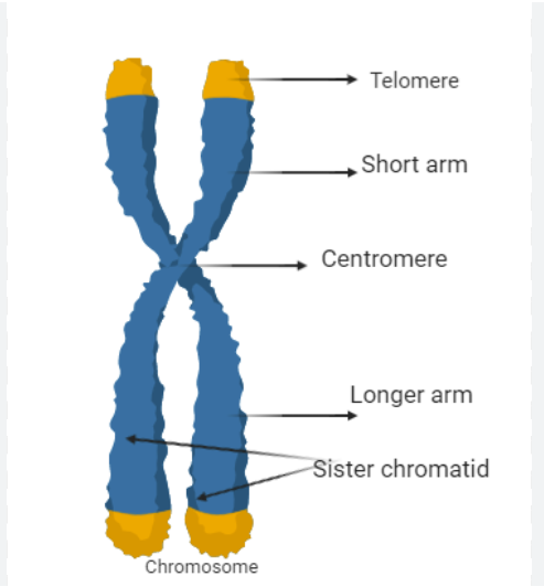 <p>Tightly coiled up DNA</p>