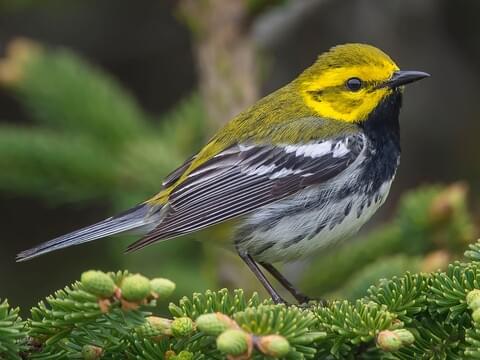 <p>Black-throated Green Warbler</p>
