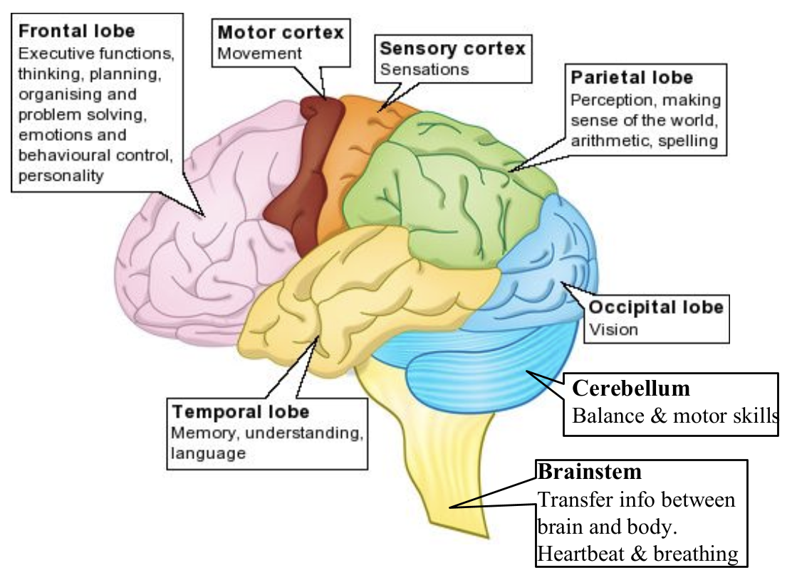 knowt flashcard image