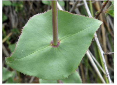 <p>Special type of sessile leaves in which the stem passed through the center of the blade </p>