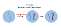 <p>- When: An error in crossover during meiosis I</p><p>- Result: Unbalanced exchange of genes such that one chromosome with extra genetic material/deletion and another ends up with deletion</p>