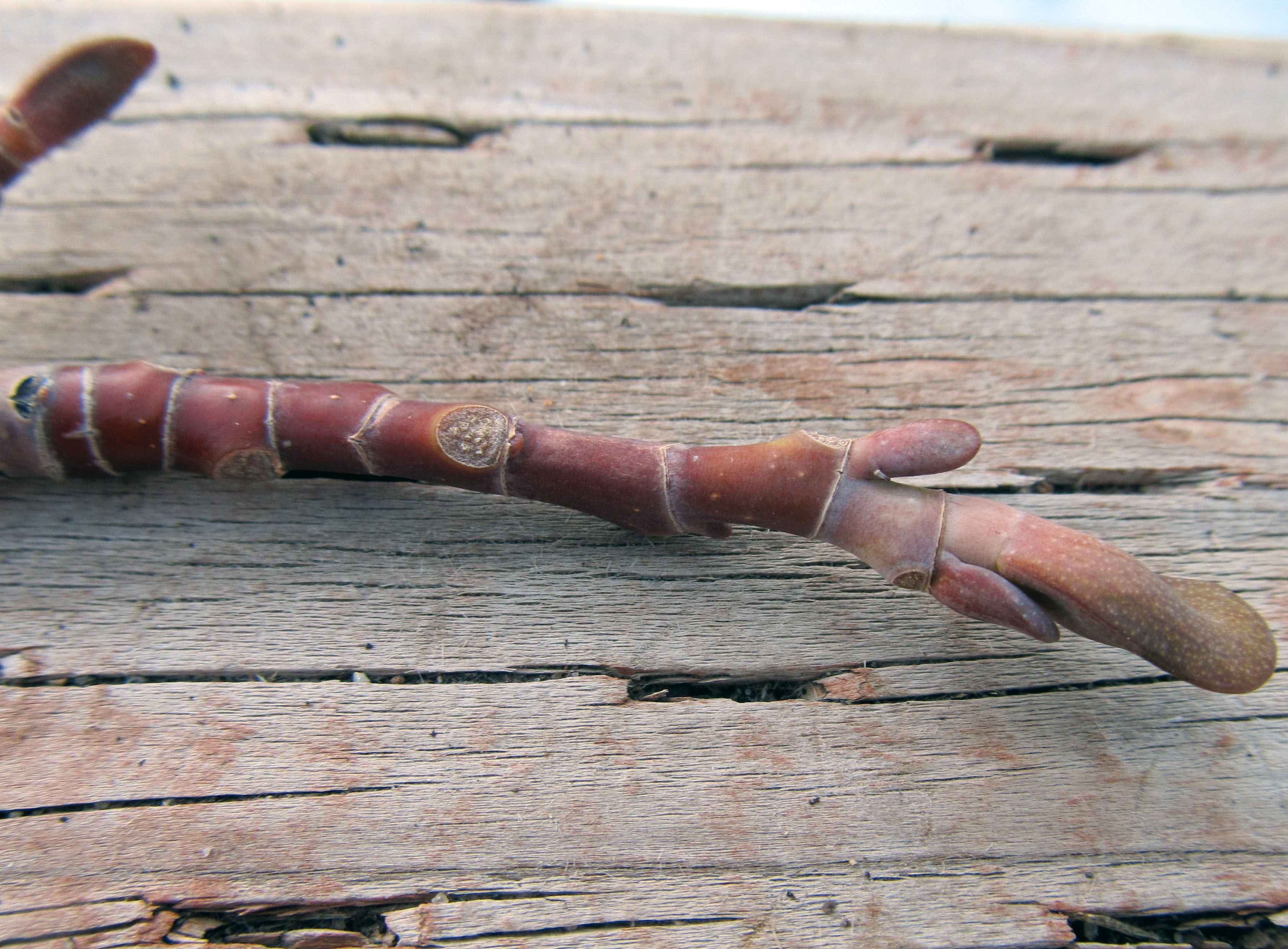 <p>Leaf - alternate, 4-6” long, mostly 4-lobed Buds - terminal valvate and duck-billed like Twig - stout, diaphragmed pith, reddish-brown Bark - smooth young trees, greenish to orange brown, becoming grayish with age and deeply interlacing round ridges with fissures Fruit - conelike aggregate of samaras, 2 1/2-3” long Habit - 100’ plus tall, best growth on deep rich moist soils, globose to irregular form </p>