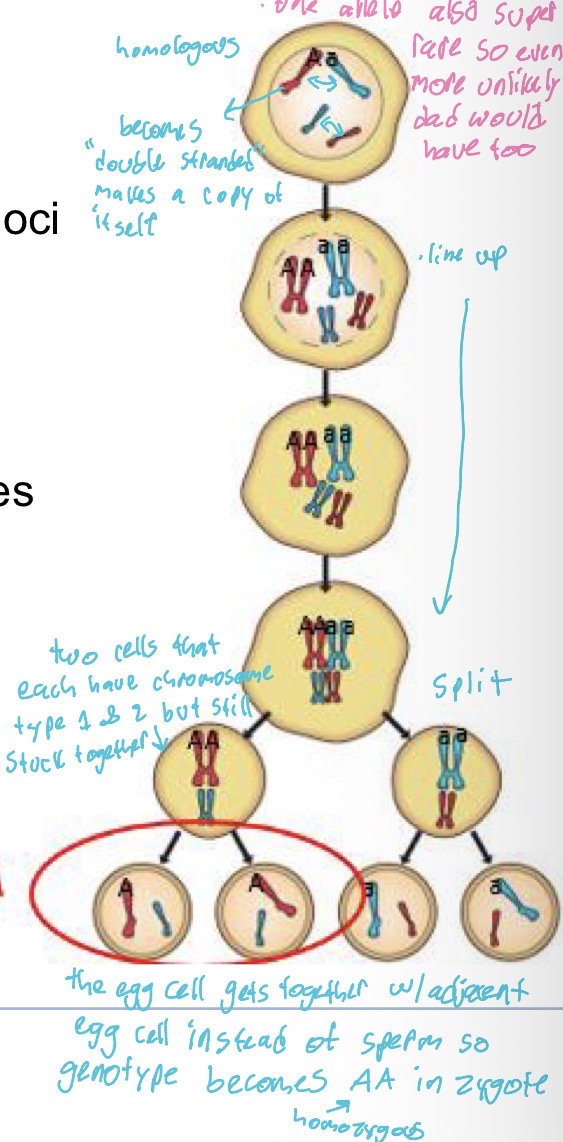 <ul><li><p>automictic parthenogenesis produces high levels of homozygosity</p></li></ul><ol><li><p>Have homologous chromosomes that become “double stranded” and makes a copy of themselves so A &amp; a</p></li><li><p>Then they line up with eachother so is AA &amp; aa and go through division process (split along the middle)</p></li><li><p>Forms two cells that each have a chromosome type 1 &amp; 2 but theyre each still stuck to together</p></li><li><p>Then the egg cell gets together w/adjacent egg cell instead of sperm so genotype becomes AA in zygote (homozygous)</p></li></ol><p></p><p></p>