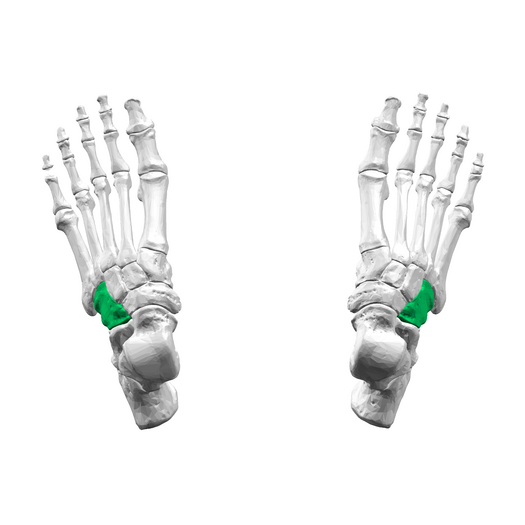 <p>What foot bone is this?</p>