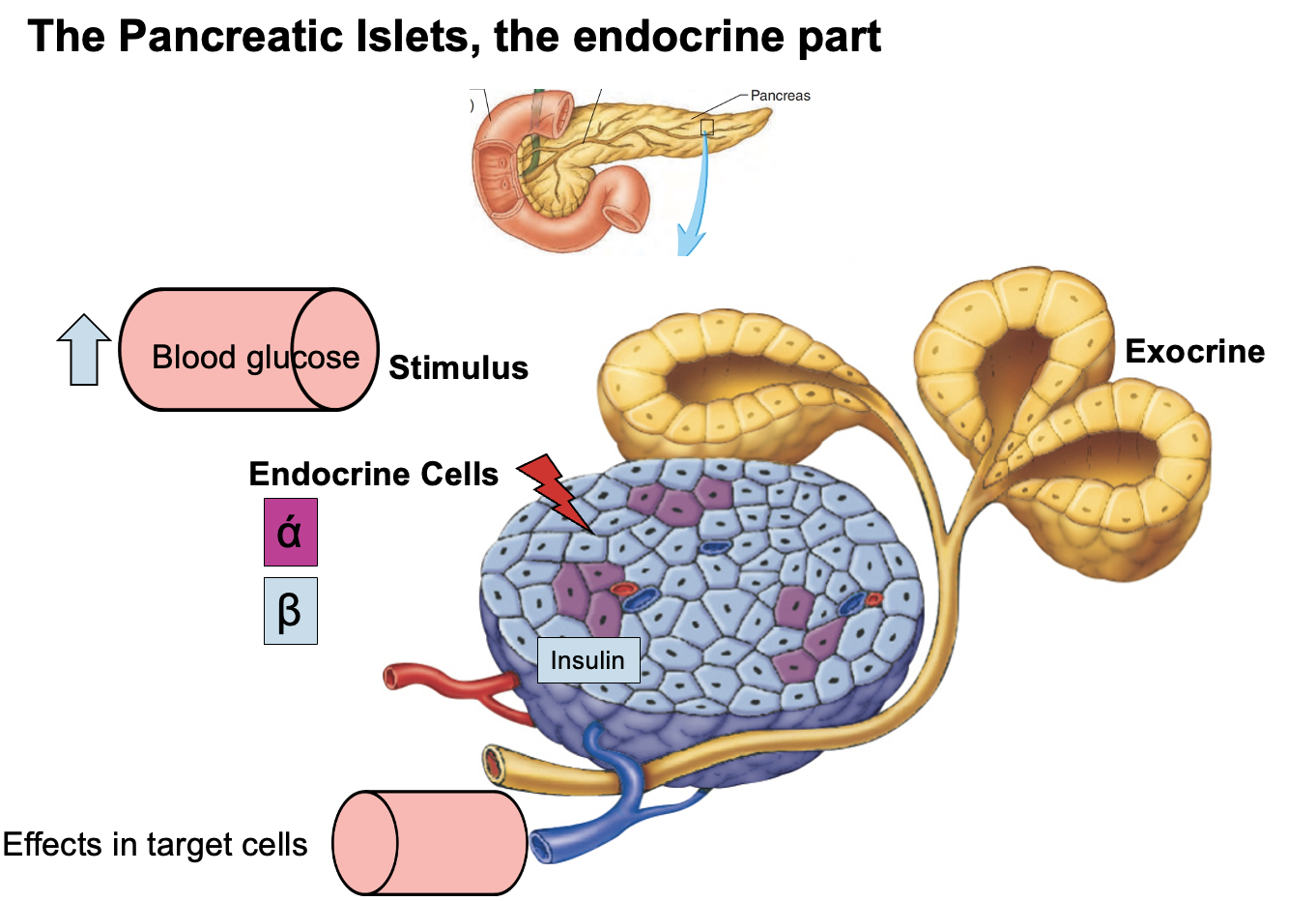 <p>The pancreas has two functional components.</p><p>Exocrine pancreas<br>Secretes <strong>digestive (pancreatic) juices</strong> into the <strong>duodenum</strong> to aid digestion.</p><p>Endocrine pancreas (islets of Langerhans)<br>Secretes <strong>hormones into the bloodstream</strong>.</p><p>After eating:<br>Elevated <strong>blood glucose</strong> stimulates <strong>beta (β) cells</strong> of the pancreatic islets to release <strong>insulin</strong>.</p><p>Insulin travels through the blood to its target tissues:<br>• <strong>Skeletal muscle</strong><br>• <strong>Liver</strong><br>• <strong>Adipose tissue</strong></p><p>Effect of insulin:<br>Promotes <strong>glucose uptake and storage</strong>, which <strong>lowers blood glucose back to normal</strong>.</p><p>Key principle:<br>This is <strong>negative feedback</strong>, where the hormone response <strong>opposes the original stimulus (high blood glucose)</strong>.</p>