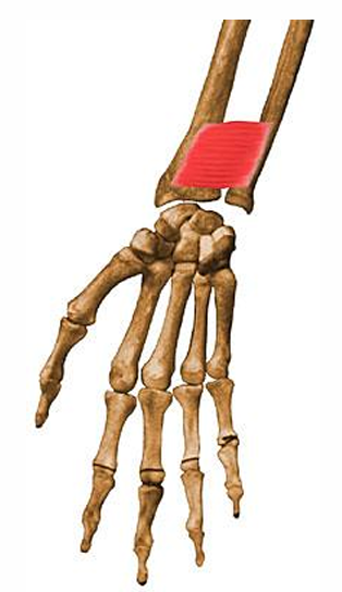 <p>m. pronator quadratus, o</p>