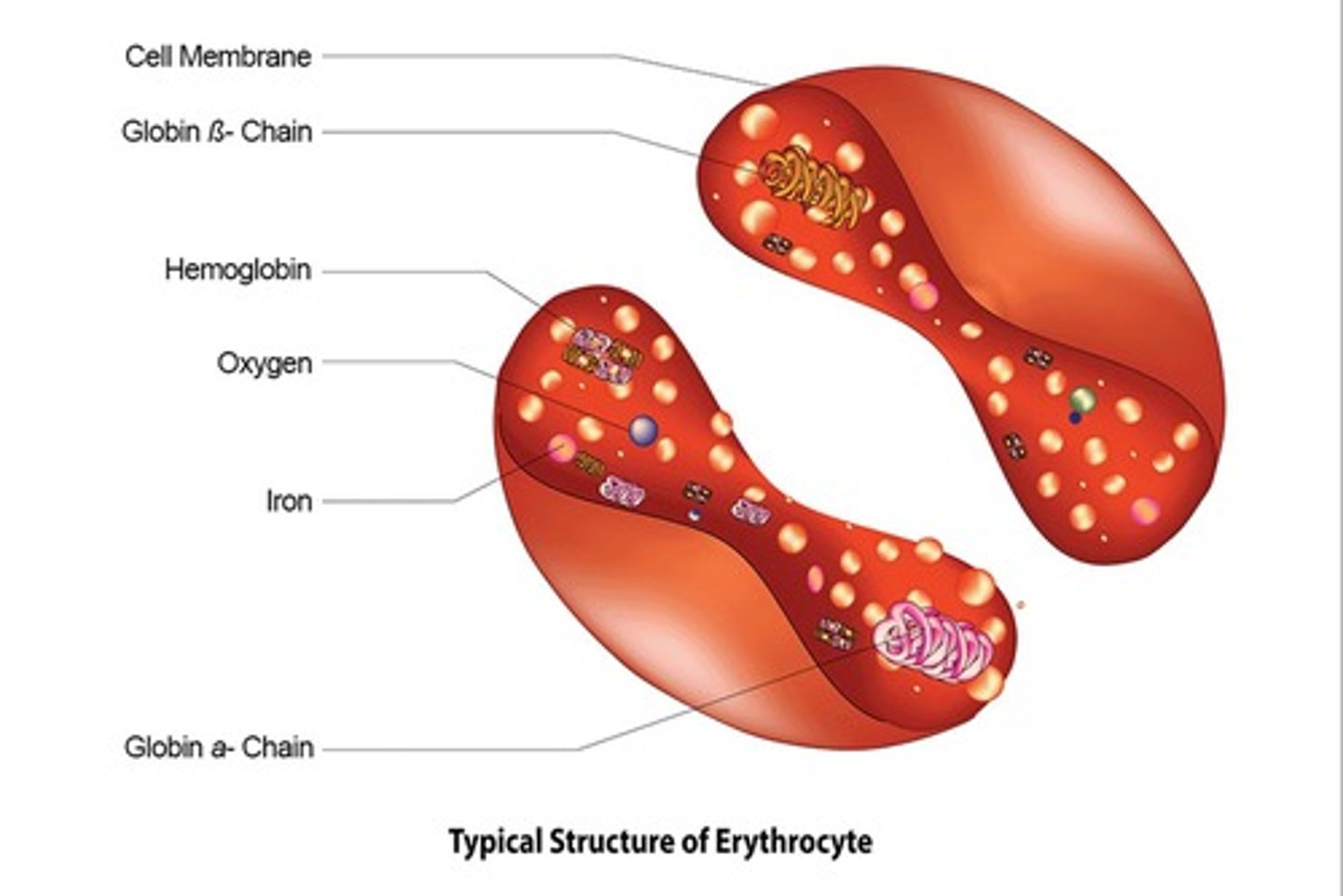 <p>To carry oxygen from the lungs to tissues and carbon dioxide from tissues to the lungs.</p>