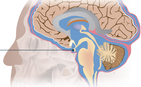 <p>Small pea-sized gland located deep within the brain, attached to the hypothalamus by a stalk.</p>
