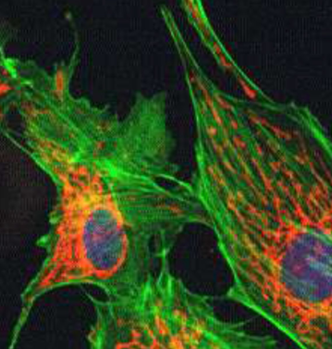 <p>microscopy</p>