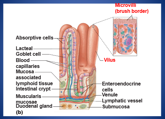 <p>projections (brush border) of absorptive cells; they bear brush border enzymes</p>
