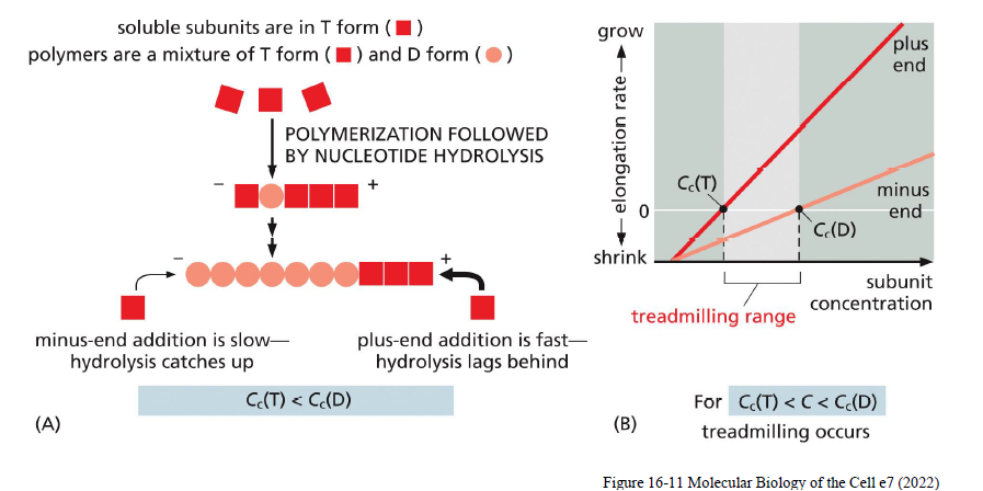<p>Treadmilling sker når:</p><ul><li><p>subunits tilføjes ved plus-enden</p></li><li><p>subunits fjernes ved minus-enden</p></li></ul><p>samtidig med at filamentets samlede længde forbliver omtrent konstant.</p><p>Dette skyldes:</p><ul><li><p>ATP-actin binder stærkere og favoriserer vækst</p></li><li><p>ATP hydrolyseres efter inkorporering</p></li><li><p>ADP-actin er mindre stabilt og dissocierer lettere</p></li></ul><p>Treadmilling opstår når monomerkoncentrationen ligger mellem den kritiske koncentration for plus- og minus-end:</p><p>Cc(T) < C < Cc (D)</p>
