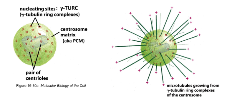 <p><strong>γ-TuRC</strong> = cone-shaped protein complex = nucleation template for  MT growth @ PCM of centrosome/MTOC</p>