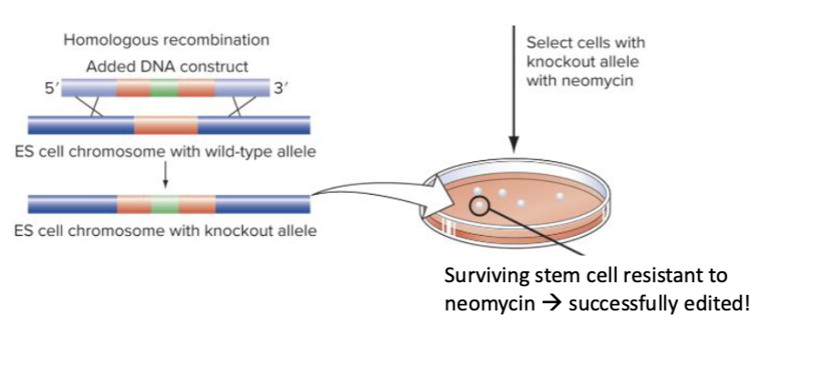 <p>Kills cells that did not incorporate the transgene via HDR</p>