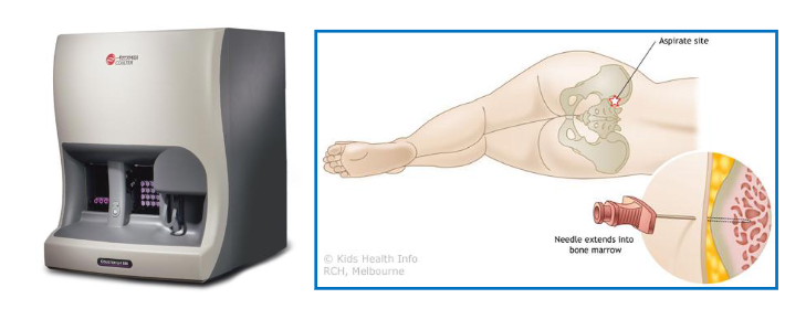 <p>How we Assess Haemopoiesis</p>