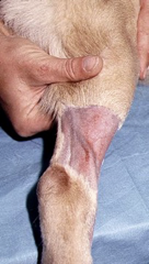<p>lie in the subcutaneous tissue just beneath the skin and away from major arteries</p>
