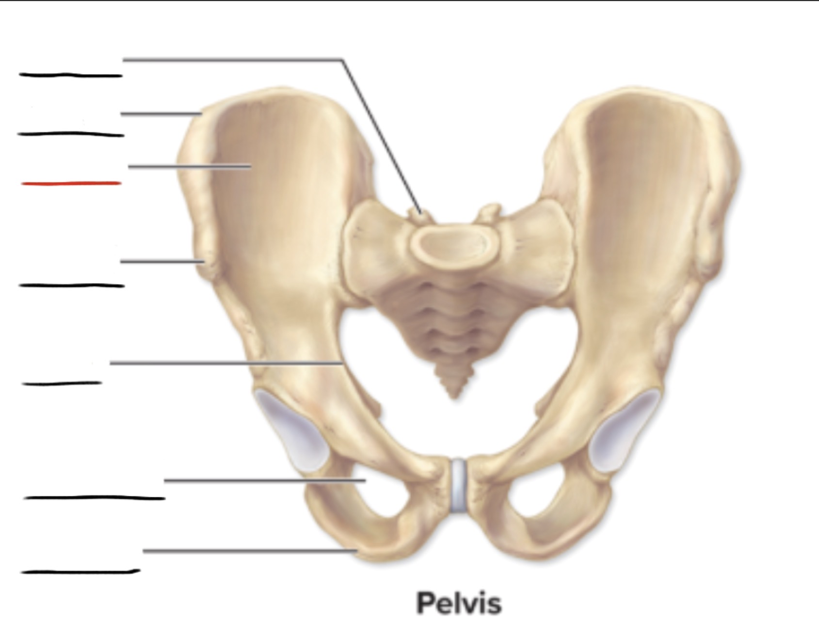 <p><strong>Anatomic Term</strong></p><p>Description</p><p>(General Structure)</p>