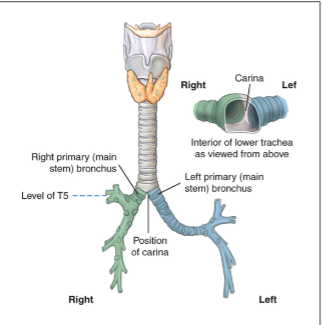 <p>Right and left bronchi split by the carina</p><p>The right primary bronchus is wider, shorter, and more vertical than left.</p><p>(food particles more likely to get lodged in right bronchus)</p>