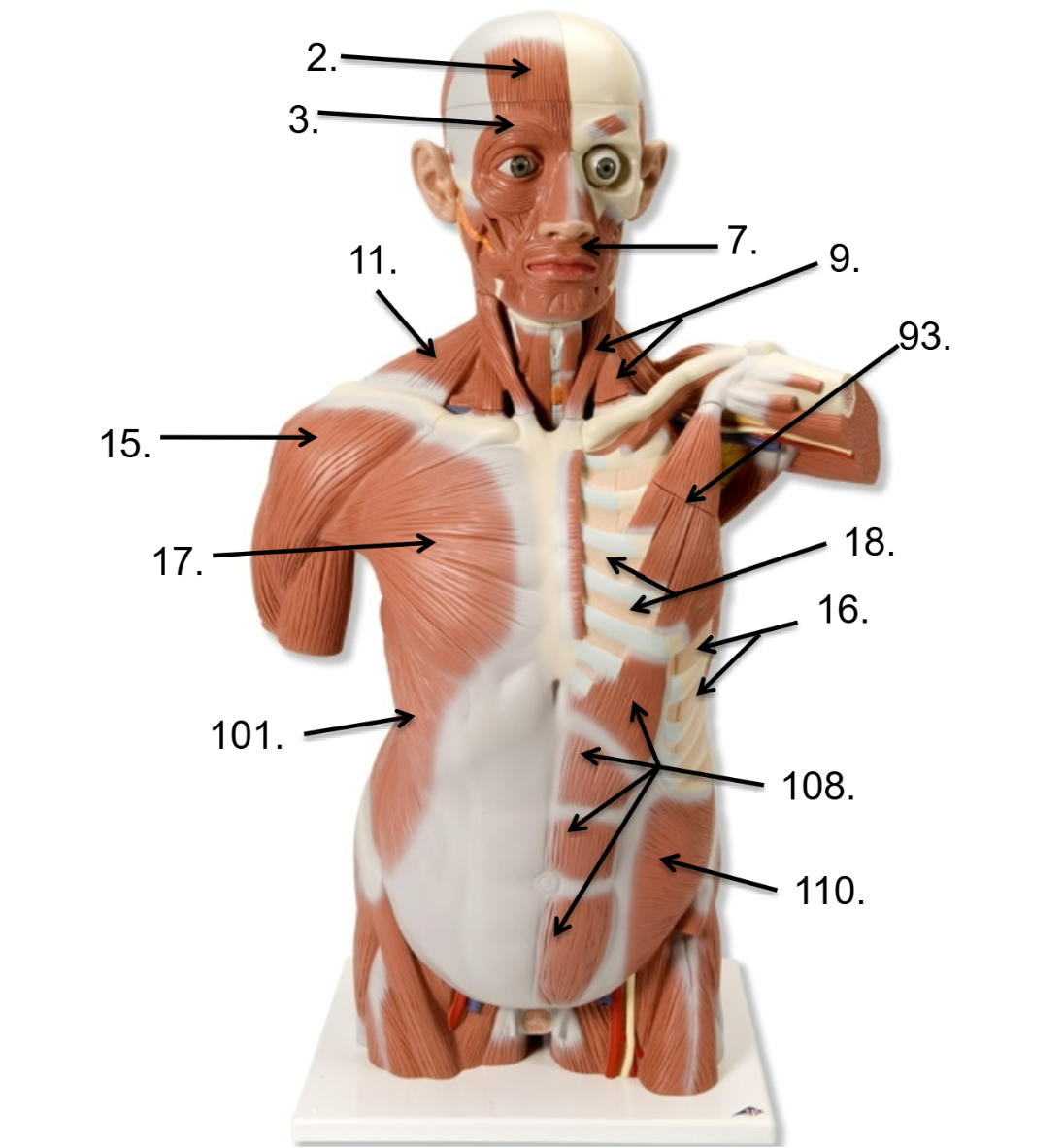 <p>17</p>