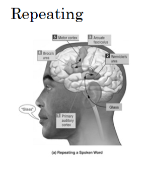 <ul><li><p>thalamus</p></li></ul><ul><li><p>primary auditory cortex</p></li><li><p>Wernicke’s area</p></li><li><p>arcuate fasciculus (connects B and W area’s)</p></li><li><p>Broca’s area</p></li><li><p>motor cortex</p></li></ul><p></p>