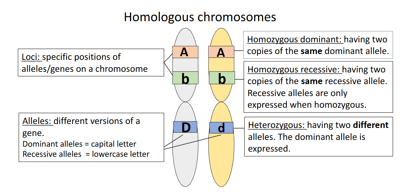 <p>- Homologous chromosomes carrying genes at corresponding loci</p><p>- Loci as chromosome positions</p><p>- Alleles as different versions of genes</p><p>- Examples A/A, b/b and D/d</p><p>- Homozygous dominant, homozygous recessive and heterozygous combinations</p><p>- Genotype as allele combination</p><p>- Phenotype as expression of the alleles</p>