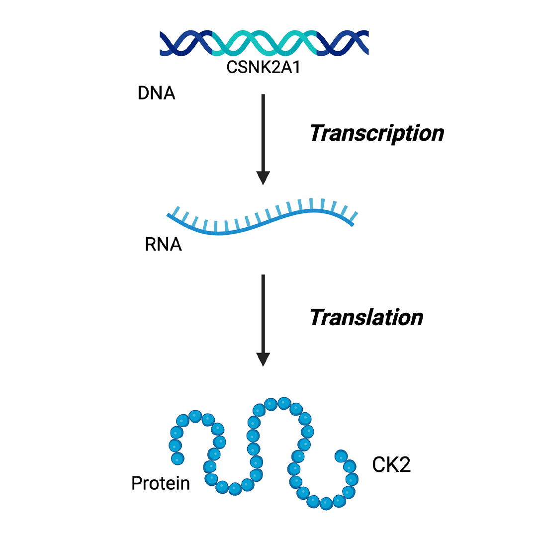 <p>What is the order of the flow of central dogma?</p>