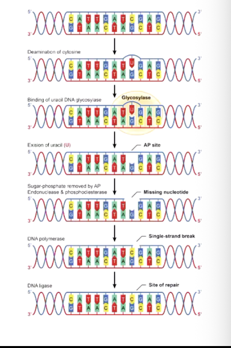 <p class="p1"></p><p class="p1"><strong>Excision repair:</strong> DNA repair systems recognise damaged or abnormal DNA and <strong>excise (remove) the damaged region</strong>. In <strong>base excision repair (BER)</strong>, an abnormal or chemically modified <strong>individual base</strong> is recognised and removed, followed by processing of the resulting site. In <strong>nucleotide excision repair (NER)</strong>, a larger stretch of nucleotides surrounding a bulky, helix-distorting lesion, such as a <strong>UV-induced thymine/pyrimidine dimer</strong>, is removed by an <strong>endonuclease-containing repair complex</strong>. After the damaged DNA has been removed, <strong>DNA polymerase fills the resulting gap</strong> using the undamaged complementary DNA strand as the template, ensuring the correct sequence is restored. Finally, <strong>DNA ligase seals the remaining nick in the sugar-phosphate backbone</strong>, completing the repair.</p><p class="p1"></p><ul><li><p>A dna repair endonuclease binds to an excises the damaged base or bases</p><ul><li><p>This recognises the error</p></li><li><p>&nbsp;Base excision repair pathways remove abnormal or chemically modified bases with a single enzyme</p></li><li><p>Nucleotide excision repair pathways remove larger defects, such as thymine dimers and uses an endonuclease-containing complex (two two next slide)</p></li></ul></li><li><p>A DNA polymerase fills in the gap, suing undamaged complementary strand of DNA as a template. This fixes it</p></li></ul><p class="p2">• ⁃ Dna ligase seals the break left by dan polymerase. This glues it back</p><p class="p2"></p><p class="p2"></p><p class="p2"></p>