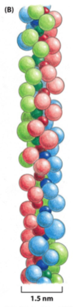 <p>En <strong>triple helix</strong> bestående af tre α-kæder.</p>