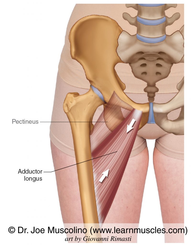 <p><span>Adducts, flexes, and medially rotates the thigh at the hip</span></p>