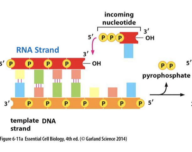 <p>they use the same phosphodiester bonds, are transcribed from 5’ to 3’, and are nucleic acids made up of nucleotides</p>