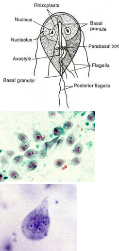 <p>What troph?<br></p><p><u>Hint:</u> “Old man” appearance (binucleated); Teardrop shaped; 4 pairs of flagella; ventral sucking disk; “falling leaf” motility</p>