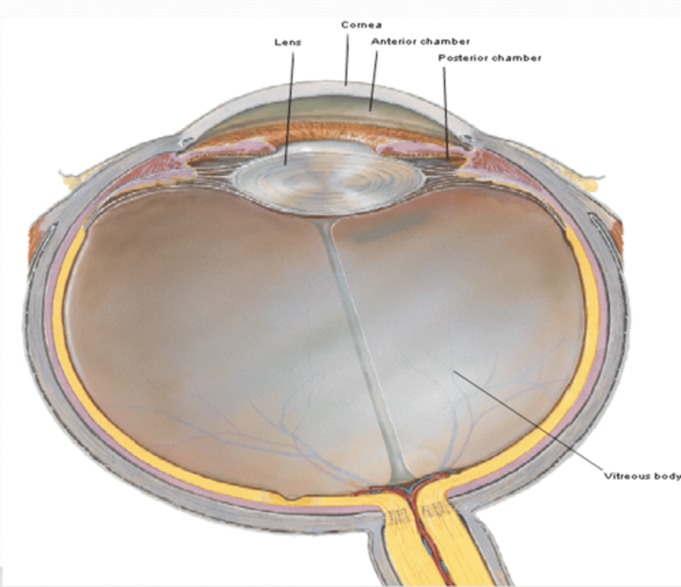 <p>What is the function of the cornea in the refractive media of the eye?</p>