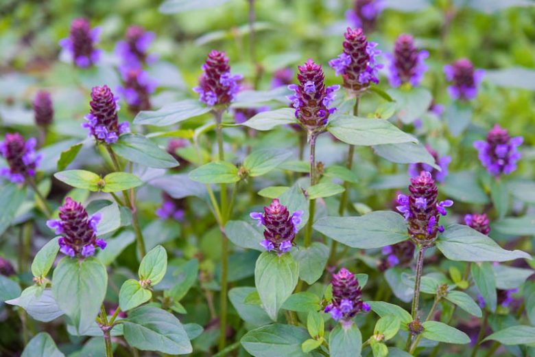 <p>Plant with opposite leaves and a squarish stem.</p>