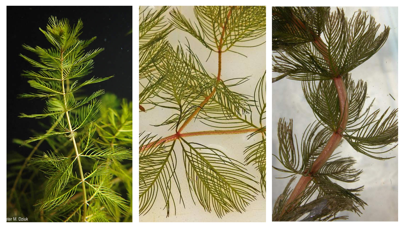 <p>Myriophyllum spp. (Invasive Myriophyllum spicatum shown)</p><p></p><p>** defining characteristics: GOES LIMP when pulled out of water. Whorled leaves. Feathery looking leaves.</p>