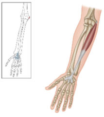 <p>What is the origin of the palmaris longus?</p>