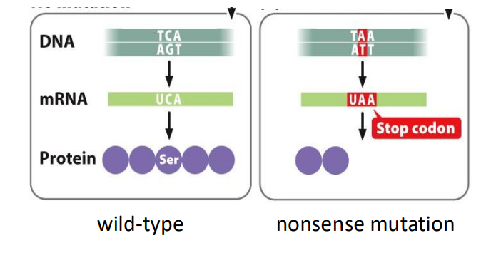 <p>nonsense mutation - a mutation that alters a codon for an amino acid to a stop codon causing protein synthesis to terminate prematurely</p>