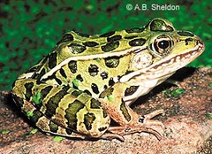 <p>A green hopping animal that lives near water is a _____.</p>