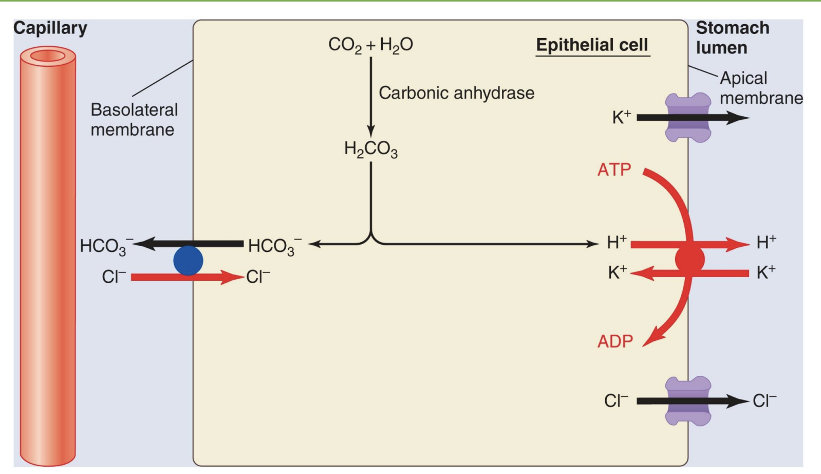 <p>*takes energy so use “proton pump”; “proton pump inhibitor” drugs slow down stomach acid secretion</p><p>*if vomit a lot, lose acid and increase HCO3- ratio so get alkalosis</p><p>*HCO3- out</p>