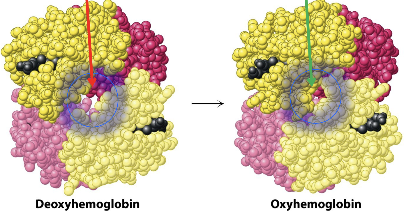 <p>Using the photo which form does BPG readily bind to?</p>