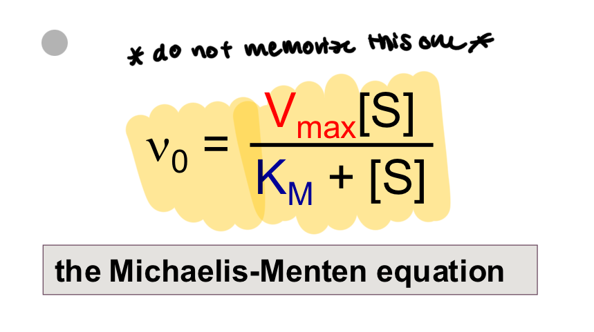 <p>shows how vo depends on Vmax, [substrate], and Km</p>