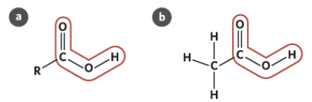 <p><span style="background-color: inherit; line-height: 20.7px;">An organic compound that contains a carboxyl functional group (−COOH) - which made up of two other functional groups: polar hydroxyl (−OH) and carbonyl (C = O)</span><span style="line-height: 20.7px;">&nbsp;</span></p><ul><li><p class="Paragraph SCXO208895979 BCX0" style="text-align: left;"><span style="background-color: inherit; line-height: 20.7px;">The carboxyl group is <u>always found at the end of the carbon chain</u></span><span style="line-height: 20.7px;">&nbsp;</span></p></li><li><p class="Paragraph SCXO208895979 BCX0" style="text-align: left;"><span style="background-color: inherit; line-height: 20.7px;">The carboxyl group may either bond to an alkyl group or a hydrogen atom</span><span style="line-height: 20.7px;">&nbsp;</span></p></li><li><p class="Paragraph SCXO208895979 BCX0" style="text-align: left;"><span style="background-color: inherit; line-height: 20.7px; color: windowtext;">They have a general formula <strong>C<sub>n-1</sub>H<sub>2n-1 </sub>COOH or C<sub>n</sub>H<sub>2n</sub>O<sub>2</sub> </strong>---> where you <u>must count the C atom in the functional group –COOH</u></span><span style="line-height: 20.7px; color: windowtext;">&nbsp;</span></p></li></ul><p class="Paragraph SCXO208895979 BCX0" style="text-align: left;"><span style="line-height: 20.7px;">&nbsp;</span></p><ul><li><p class="Paragraph SCXO208895979 BCX0" style="text-align: left;"><span style="background-color: inherit; line-height: 20.7px; color: windowtext;">The highly electronegative O atoms draw electrons away from the H atom allowing it to form a H<sup>+ </sup>when it reacts with water.&nbsp;&nbsp;&nbsp;&nbsp;&nbsp;&nbsp;&nbsp;&nbsp;&nbsp;&nbsp;&nbsp;&nbsp;&nbsp;&nbsp;&nbsp;&nbsp;&nbsp;&nbsp;&nbsp;&nbsp;&nbsp;&nbsp;&nbsp;&nbsp;&nbsp;&nbsp;&nbsp;&nbsp;&nbsp;&nbsp;&nbsp;&nbsp;&nbsp;&nbsp;&nbsp;&nbsp;&nbsp;&nbsp;&nbsp;&nbsp;&nbsp;&nbsp;&nbsp;&nbsp;&nbsp;&nbsp;&nbsp;&nbsp;&nbsp;&nbsp;&nbsp;&nbsp;&nbsp;&nbsp;&nbsp;&nbsp;&nbsp;&nbsp;&nbsp;&nbsp;</span><span style="line-height: 20.7px; color: windowtext;">&nbsp;</span></p></li><li><p class="Paragraph SCXO208895979 BCX0" style="text-align: left;"><span style="background-color: inherit; line-height: 20.88px; color: windowtext;">The name of the carboxylic acids ends in <strong>‘oic acid'</strong></span><span style="line-height: 20.88px; color: windowtext;">&nbsp;</span></p></li></ul><p></p>