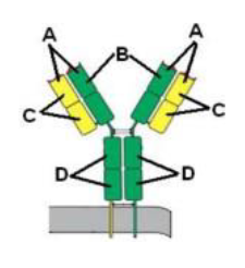<p><span style="color: rgb(255, 255, 255);">Which parts of the antibody shown at the right undergo somatic recombination?</span><span style="color: rgb(255, 255, 255);"><br></span><span style="color: rgb(255, 255, 255);">A . all 4 parts labeled 'A'</span><span style="color: rgb(255, 255, 255);"><br></span><span style="color: rgb(255, 255, 255);">B. both parts labeled 'B'</span><span style="color: rgb(255, 255, 255);"><br></span><span style="color: rgb(255, 255, 255);">C. all 4 parts labeled 'C'</span><span style="color: rgb(255, 255, 255);"><br></span><span style="color: rgb(255, 255, 255);">D . all 4 parts labeled 'D'</span><span style="color: rgb(255, 255, 255);"><br></span><span style="color: rgb(255, 255, 255);">E. The whole antibody undergoes somatic recombination with other antibodies.</span></p>