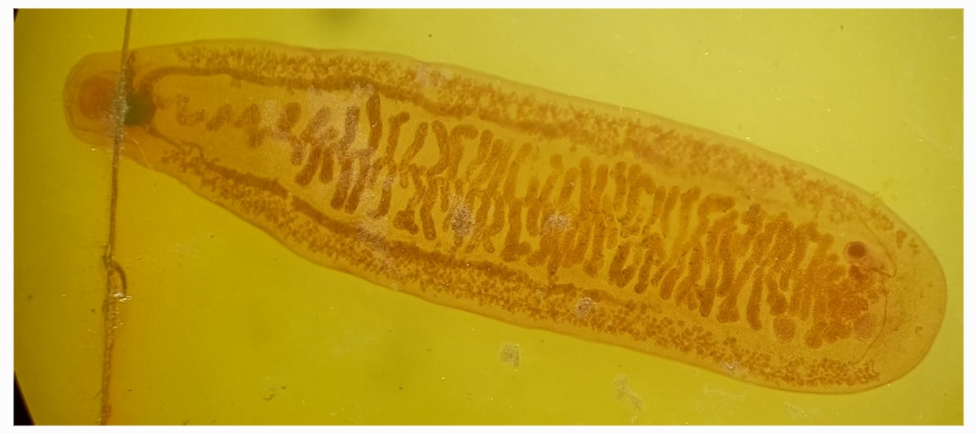 <p>Identification:</p><p>Common name:</p><p>Organ loc:</p><p>Intermediate Host:</p><p>Definitive Host:</p><p>Family:</p>