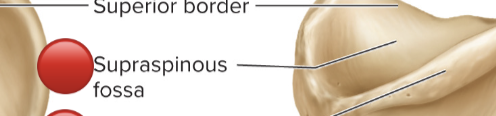 <p>Supraspinous fossa</p>