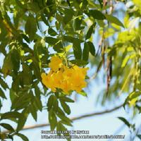 <p>yellow trumpet tree</p>